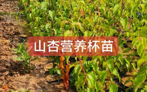 山杏树苗多少钱一颗？2026年价格快速参考