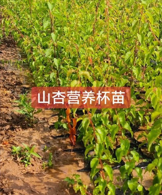 山杏树苗多少钱一颗？2026年价格快速参考