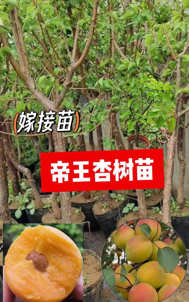 山杏树苗采购质量判断标准