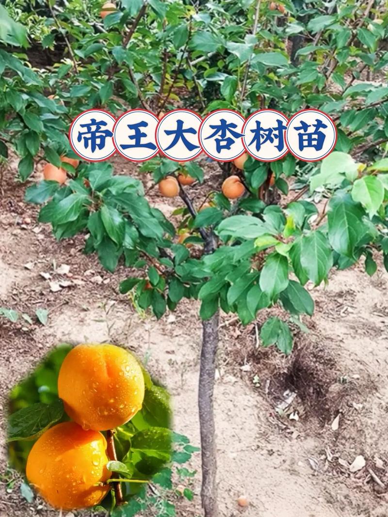 预算与询价指南