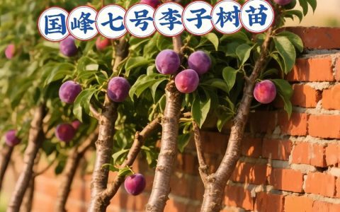 李子树苗不嫁接可以结果吗？实生苗结果时间与嫁接苗对比