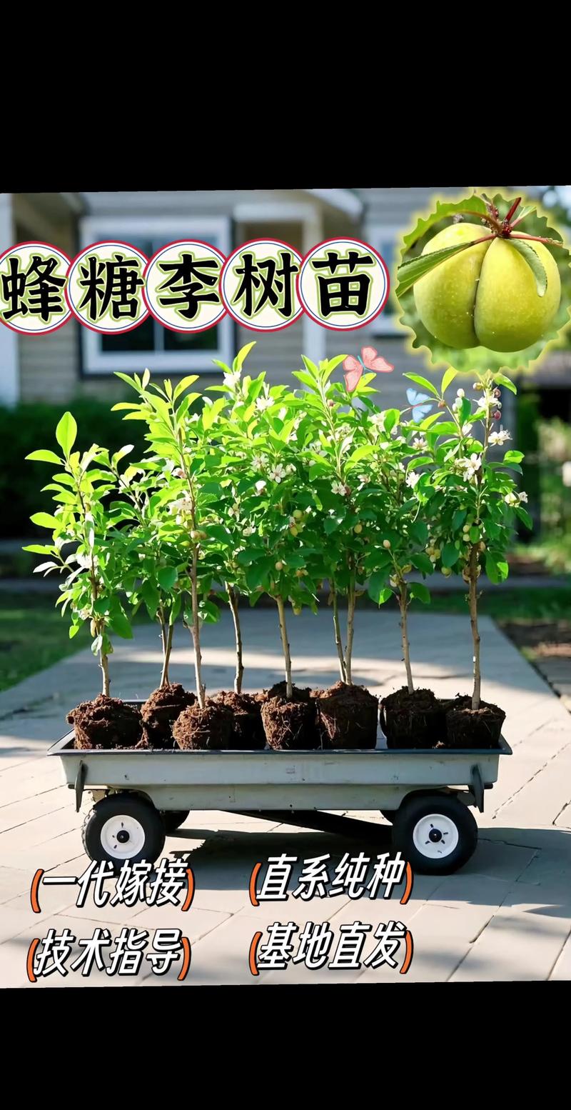 促花促果养护步骤（以实生苗为例）