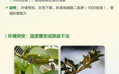 桂花落叶是什么原因如何解决：桂花落叶的原因及解决方案