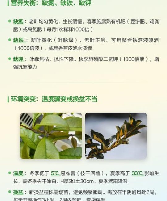 桂花落叶是什么原因如何解决：桂花落叶的原因及解决方案