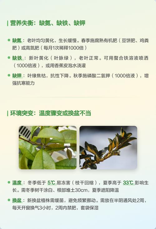 桂花落叶是什么原因如何解决：桂花落叶的原因及解决方案