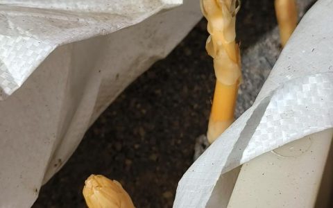 天麻种植技术和栽培方法详解：从选种到丰收的全流程指南