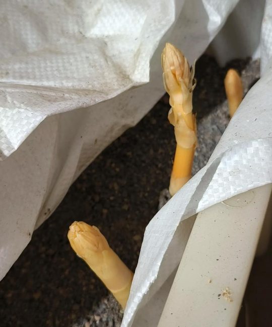天麻种植技术和栽培方法详解：从选种到丰收的全流程指南