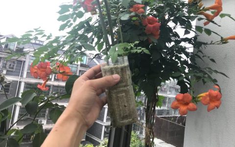 凌霄花可以插枝吗？手把手教你扦插与全年养护