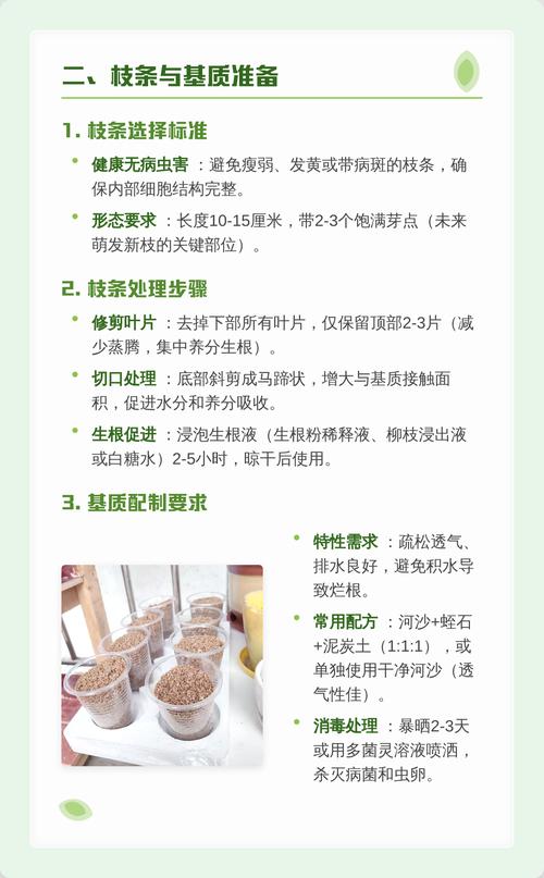 扦插（插枝）系统指导