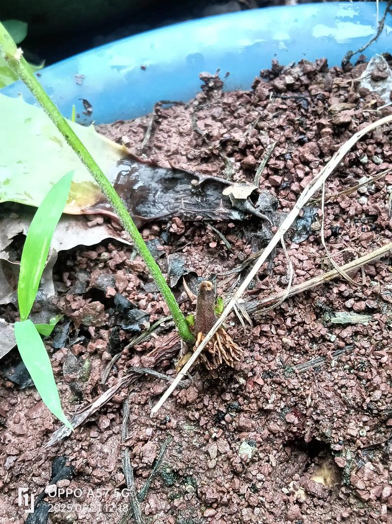 光照与水肥精准方案