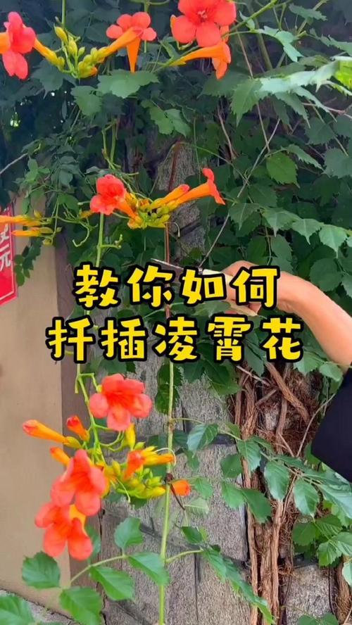 越冬与越夏管理