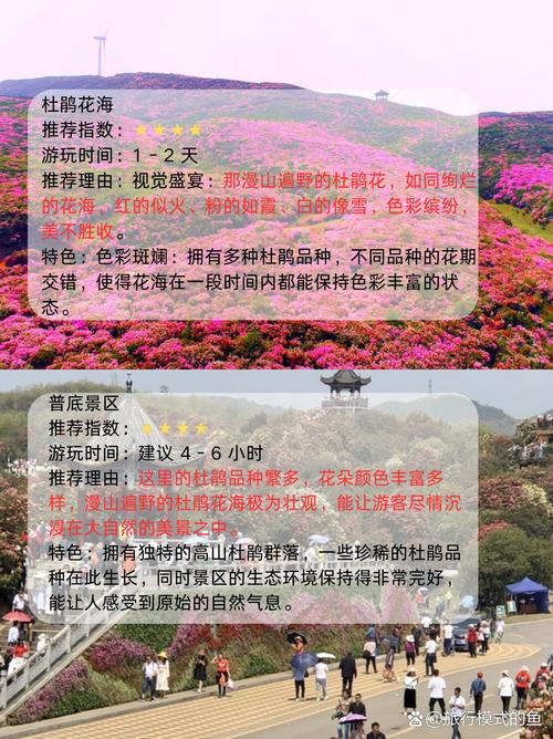 百里杜鹃最佳旅游时间是什么时候?3-4月赏花全攻略 推荐观赏清单