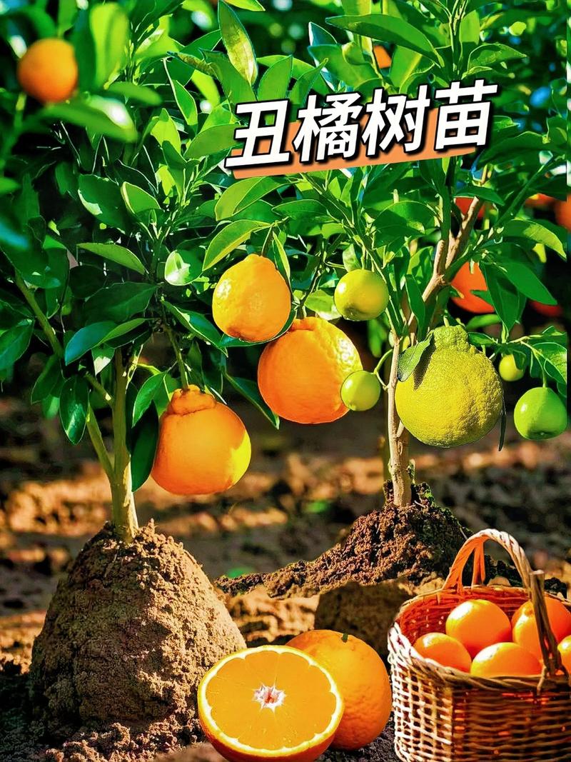 五、其他值得关注的品种