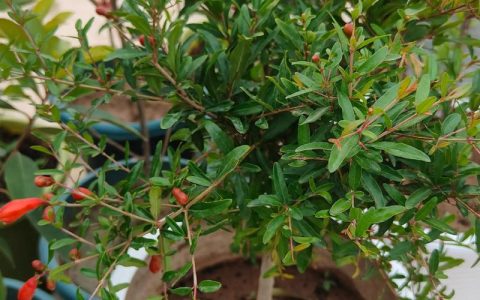 石榴树不开花不结果怎么办？促花促果全攻略