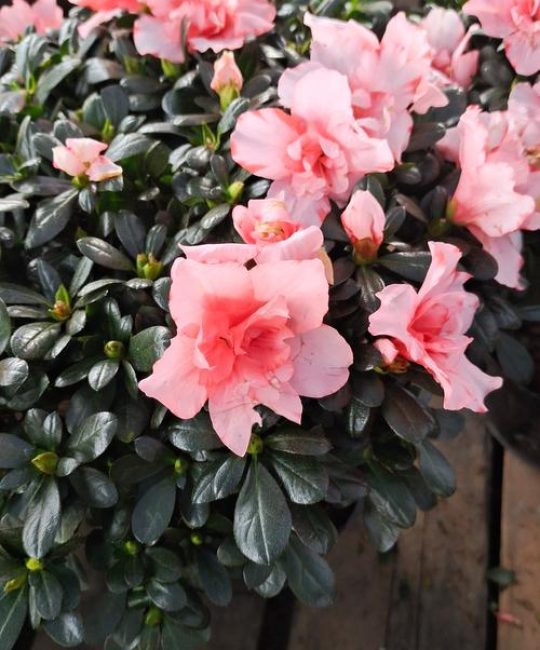 杜鹃花一般是什么颜色的？全面解析杜鹃花的花色与百科知识