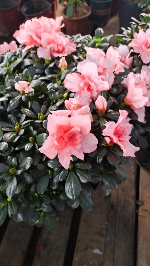 杜鹃花一般是什么颜色的?全面解析杜鹃花的花色与百科知识 杜鹃花一般是什么颜色的?全面解析杜鹃花的花色与百科知识