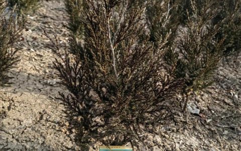 塔柏是植物吗？——解析塔柏的植物学属性及绿篱造型工程应用全参数