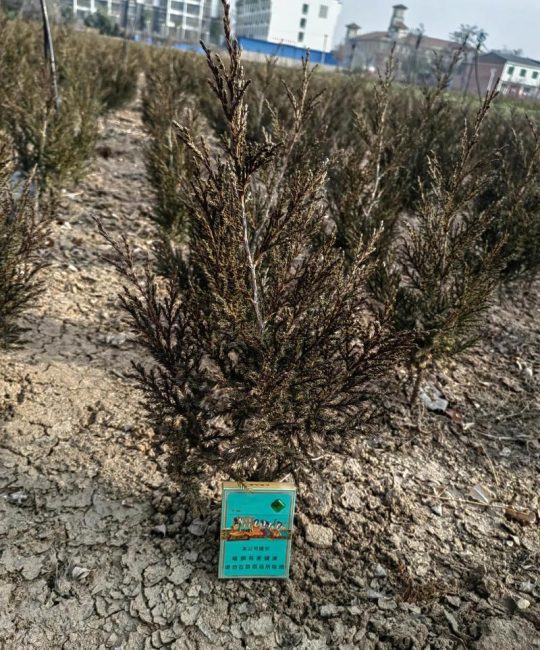 塔柏是植物吗？——解析塔柏的植物学属性及绿篱造型工程应用全参数