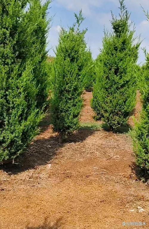 塔柏是植物吗?——解析塔柏的植物学属性及绿篱造型工程应用全参数 塔柏绿篱与造型苗的培育要点