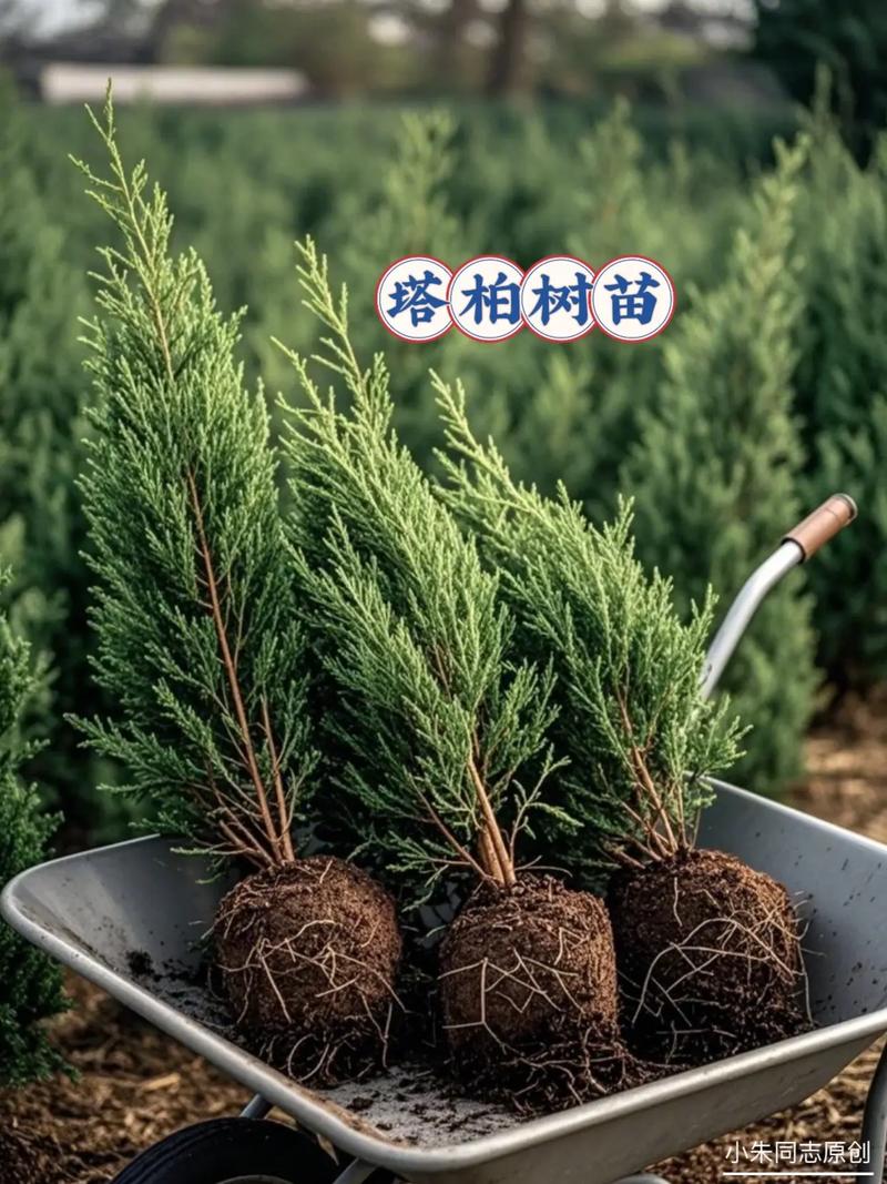 塔柏是植物吗?——解析塔柏的植物学属性及绿篱造型工程应用全参数 塔柏栽培与工程应用的常见操作误区