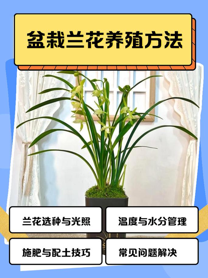 兰花苗怎么养殖?从浇水到换盆的家庭养护全指南 修剪:以清理为主,减少养分无效消耗