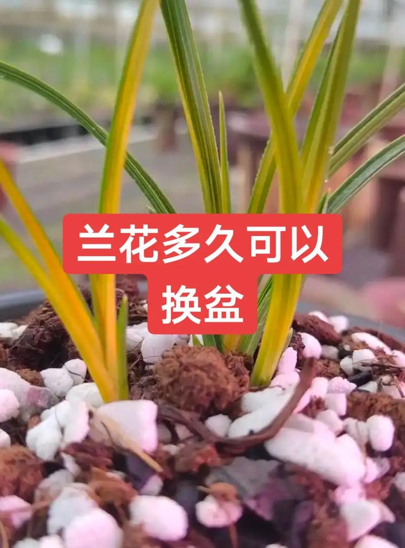 兰花苗怎么养殖?从浇水到换盆的家庭养护全指南 光照:喜散射光,忌强光直射