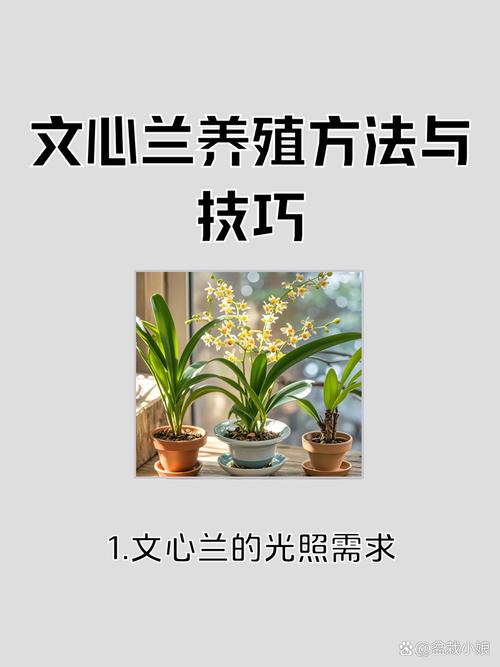 兰花苗怎么养殖?从浇水到换盆的家庭养护全指南 施肥:薄肥勤施,不同生长阶段侧重不同