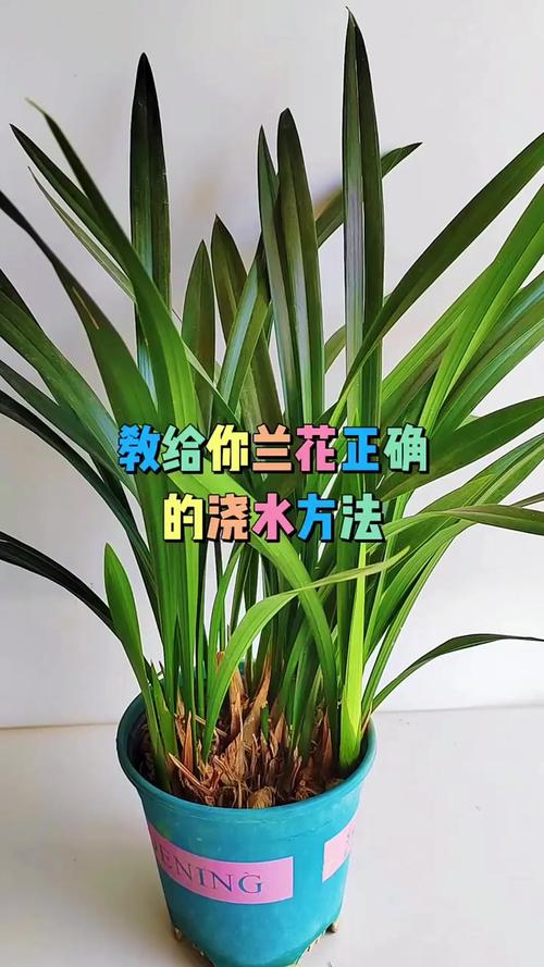 兰花苗怎么养殖?从浇水到换盆的家庭养护全指南 越冬越夏:控温控水,顺应生长节律