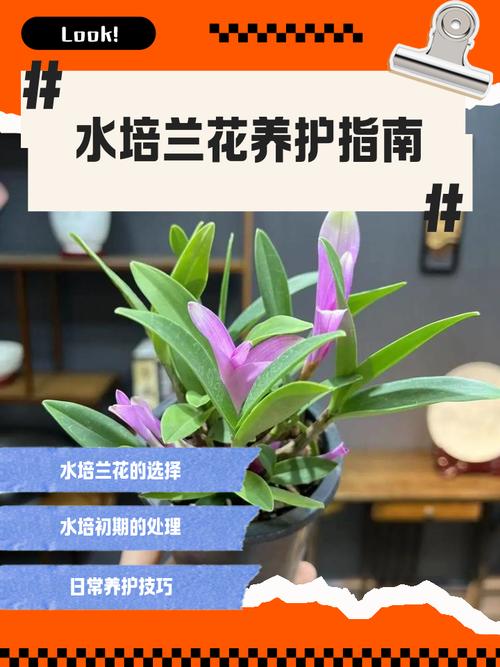 兰花苗怎么养殖?从浇水到换盆的家庭养护全指南 换盆:一到两年一次,选择合适时机