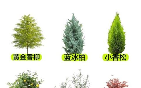 灌木有什么植物？盘点园林中常见且高颜值的灌木品种