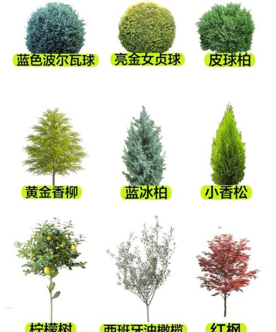 灌木有什么植物？盘点园林中常见且高颜值的灌木品种