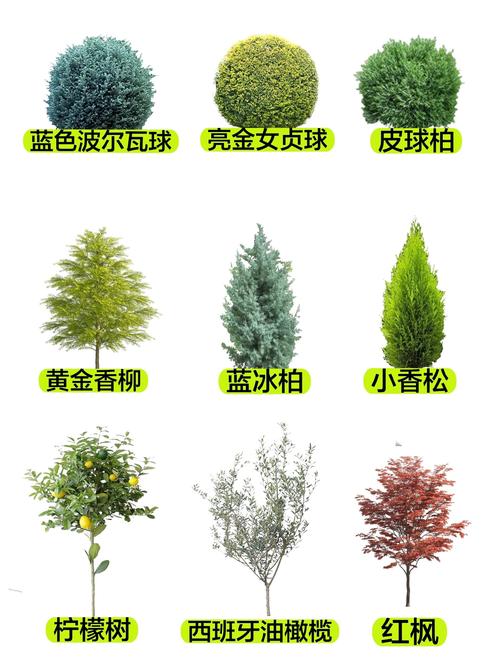 灌木有什么植物?盘点园林中常见且高颜值的灌木品种 一、观花灌木:为庭院注入色彩与香气