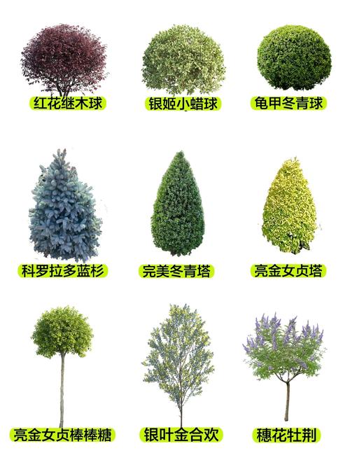 灌木有什么植物?盘点园林中常见且高颜值的灌木品种 三、观果灌木:挂果期里的野趣与丰收