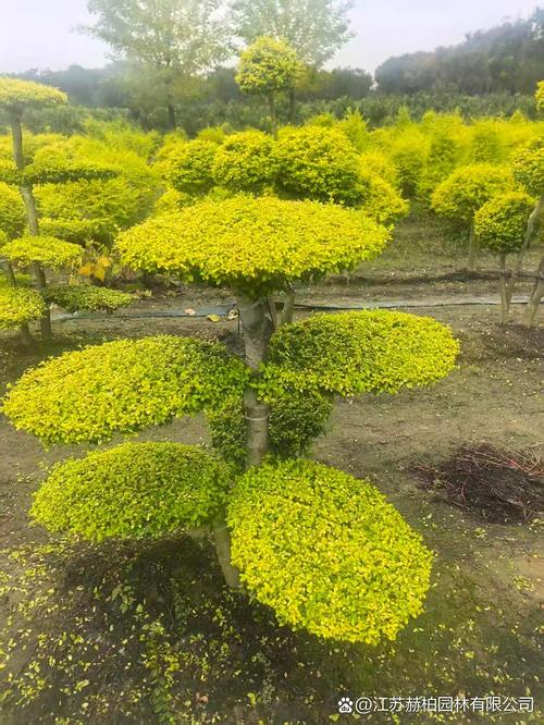 灌木有什么植物?盘点园林中常见且高颜值的灌木品种 四、如何根据场景选择灌木?