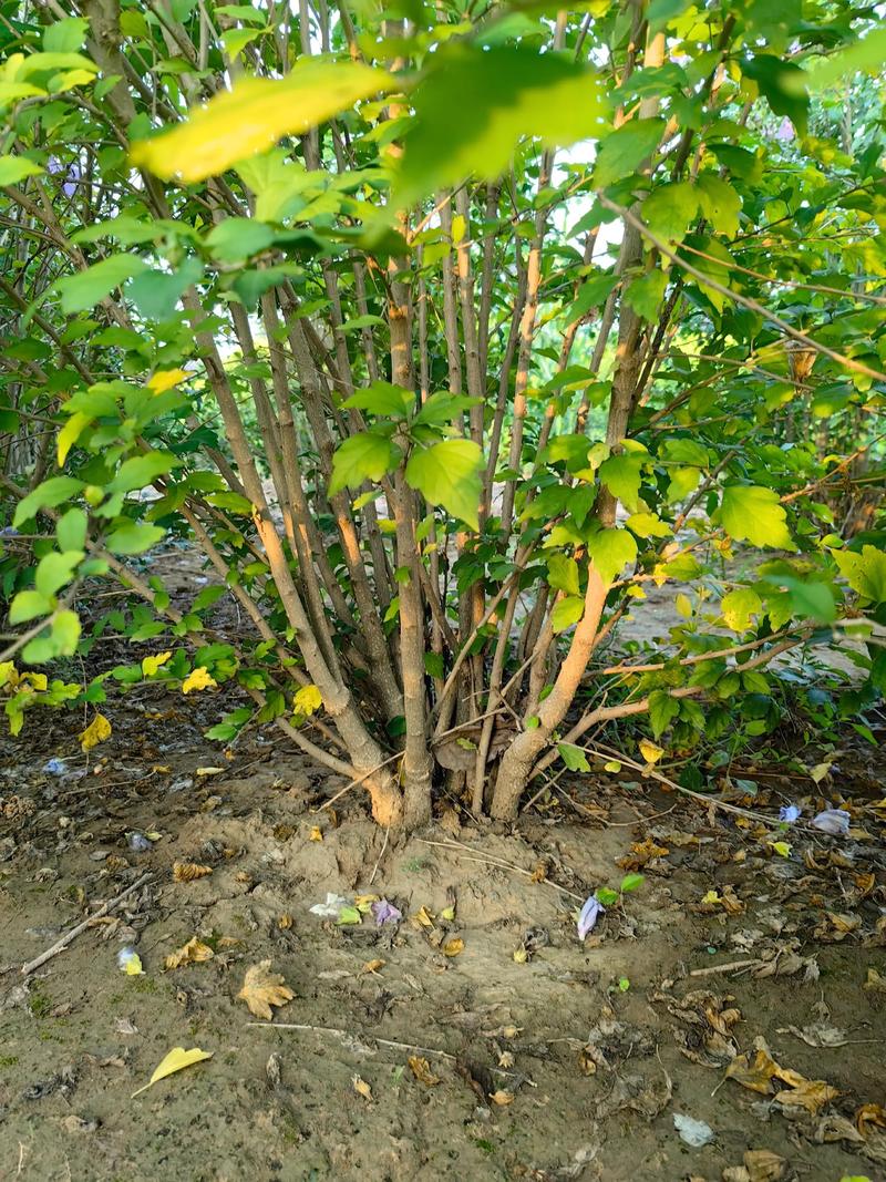买树苗哪里买?科学评估采购渠道,避开假苗与高价陷阱 买树苗哪里买?科学评估采购渠道,避开假苗与高价陷阱