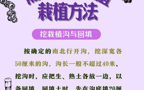 房前屋后栽葡萄树好不好？科学养护与民间寓意全解析