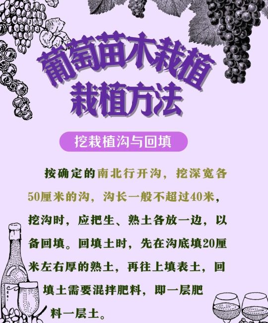 房前屋后栽葡萄树好不好？科学养护与民间寓意全解析
