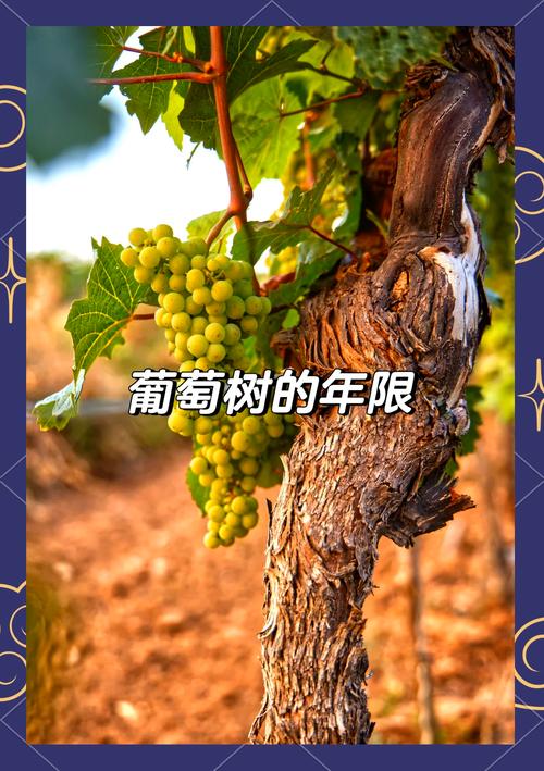 房前屋后栽葡萄树好不好?科学养护与民间寓意全解析 民间寓意与科学声明