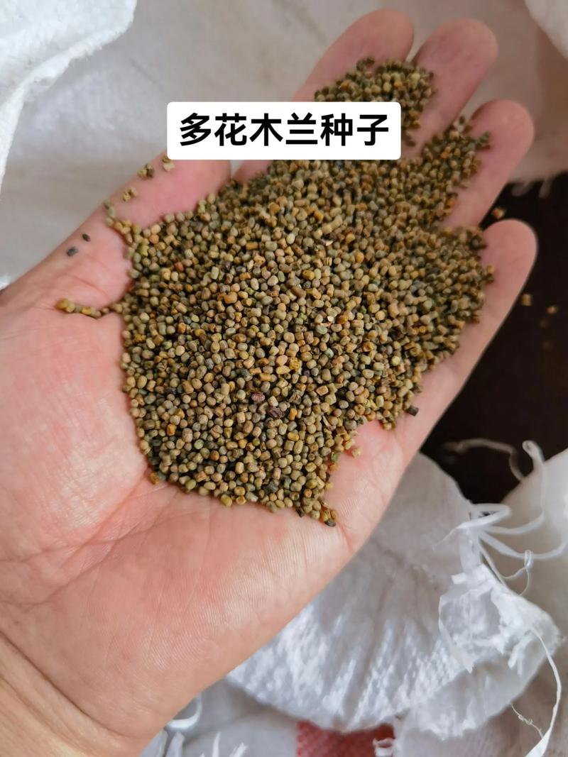 多花木兰种子价格:2025年市场参考区间与影响因素全解析 数量与运输成本