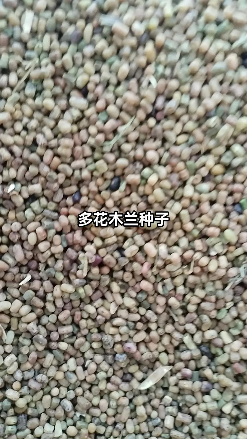 多花木兰种子价格:2025年市场参考区间与影响因素全解析 产地与季节因素