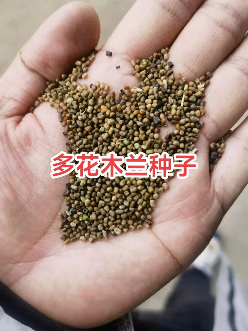 多花木兰种子价格:2025年市场参考区间与影响因素全解析 如何获取精准报价与咨询指南