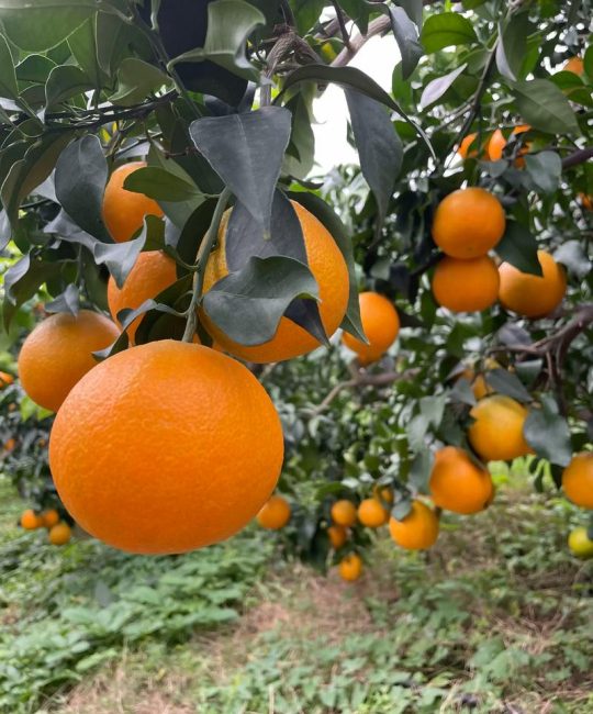 爱媛38号柑橘苗选购指南：三步锁定优质嫁接苗，避开假苗陷阱