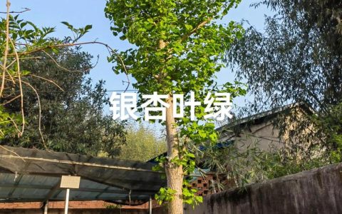 银杏树可以栽在院子里面吗？庭院种植全攻略与风水寓意