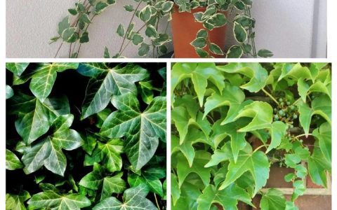爬藤最快且四季常青的植物推荐：5种“速生绿墙”与南北养护指南
