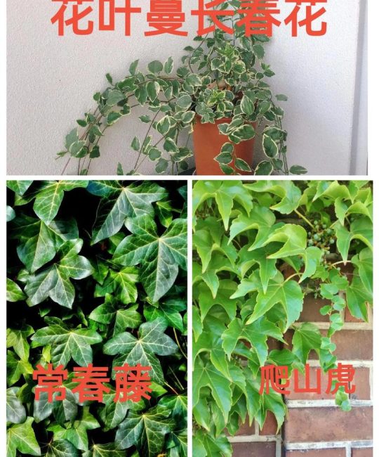爬藤最快且四季常青的植物推荐：5种“速生绿墙”与南北养护指南