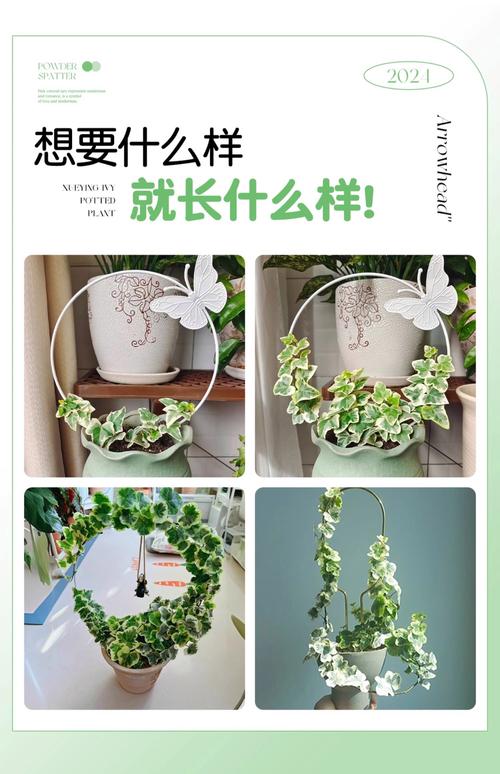 爬藤最快且四季常青的植物推荐:5种“速生绿墙”与南北养护指南 四、FAQ(常见问题)