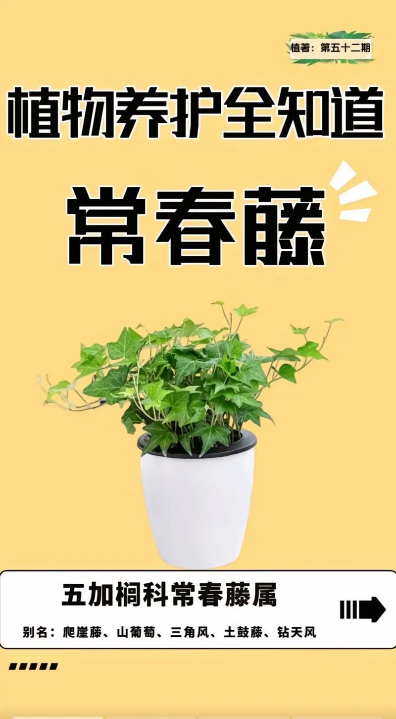 爬藤最快且四季常青的植物推荐:5种“速生绿墙”与南北养护指南 三、常见误区纠正