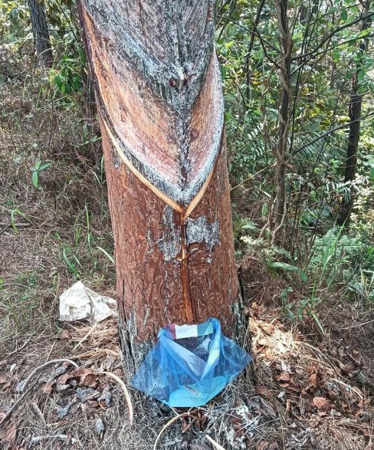 乔木松脂与衣物分离术：衣服沾松树油如何洗掉小妙招