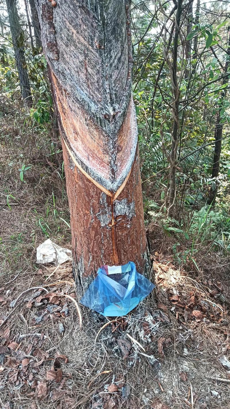 乔木松脂与衣物分离术:衣服沾松树油如何洗掉小妙招 松脂粘性与清除原理