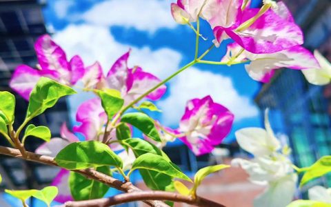 三角梅椰子冰品种详解：花期、开花图解与促花促果全攻略